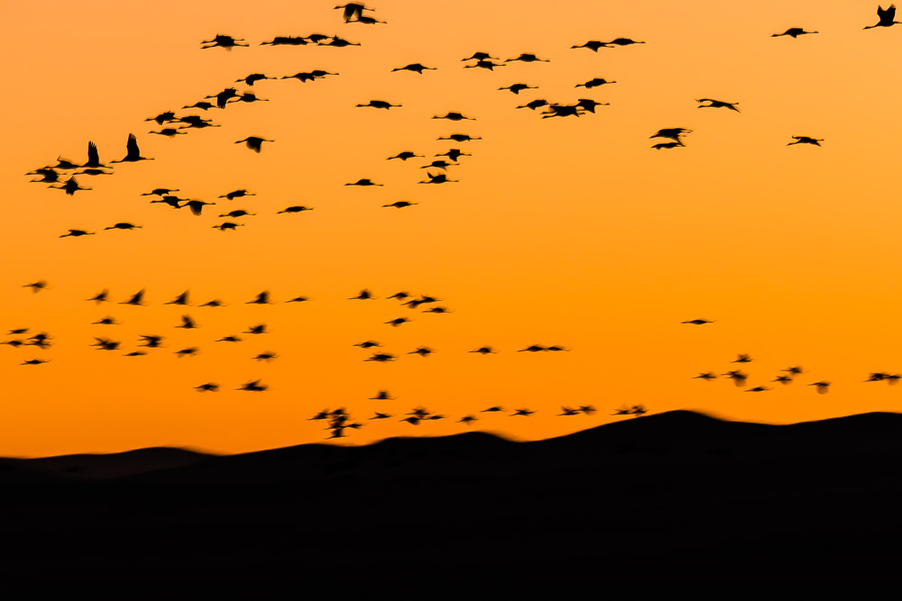 Laguna de Gallocanta