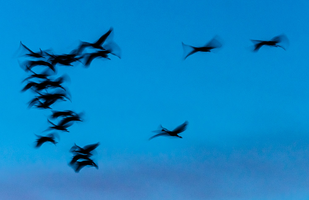 Laguna de Gallocanta