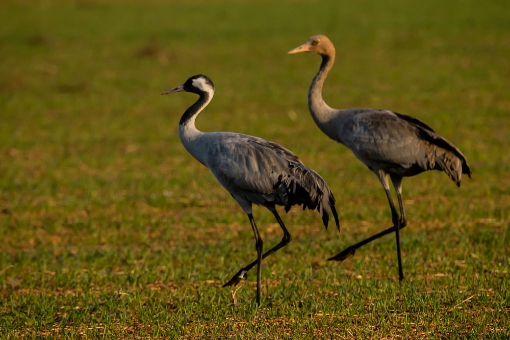 Laguna de Gallocanta
