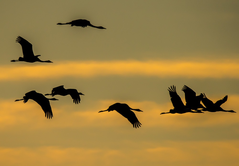 Laguna de Gallocanta