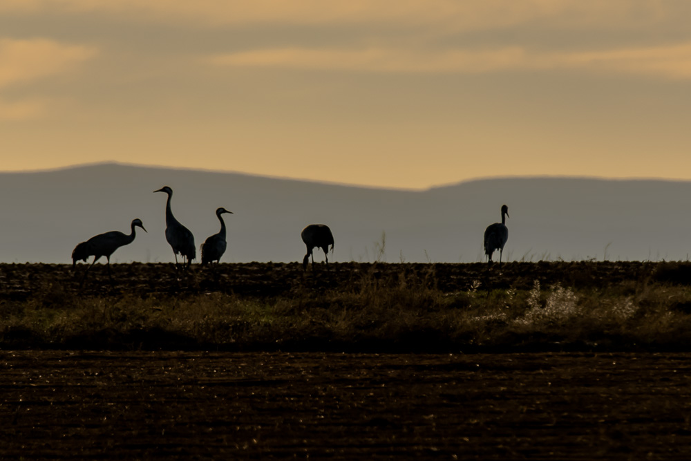 Laguna de Gallocanta